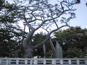 天女の羽衣の松
