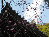 春のお寺