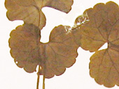 カイオドシ葉の画像