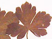 ゲンノショウコ葉の画像