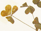 カタバミ葉の画像