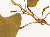 ヤマイモ葉の画像