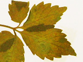 アマチャヅル葉の画像