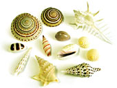 おみやげの貝殻