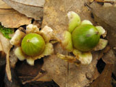 若い椎の実