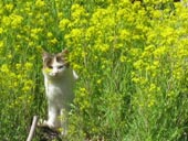 ミケ猫ちゃんでした