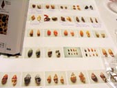 貝殻の特定に困難を極める