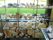 ミュージアムショップ貝殻コーナー