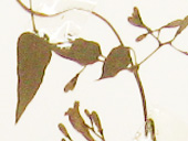 ヘクソカズラ葉の画像