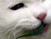 シュパッ。