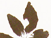 サンショウ葉の画像