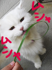 ススキ退治。