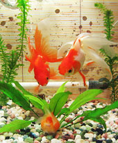 ピンポンと琉金魚