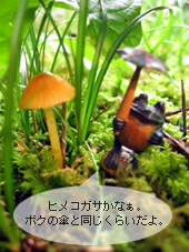 カエルちゃんと行くヒメコガサ
