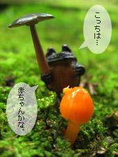 幼菌ちゃん