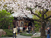 桜が満開でした