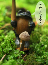 黒いおチビさんキノコだよ