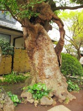カッコイイぞ。