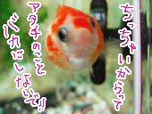 あたちポヨ。