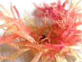 ピンク色の海藻