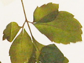 ヤブカラシ葉の画像