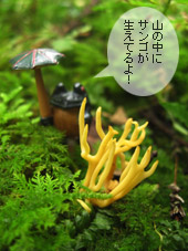お山にサンゴが生えてるよ