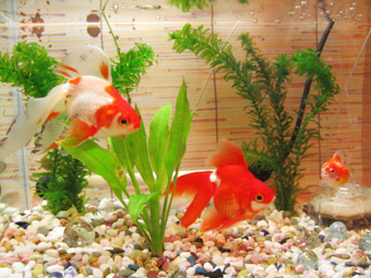 3匹の金魚楽園
