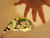フジぽん遊ぼ。