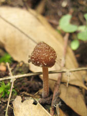 幼菌