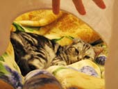 フジぽん遊ぼ遊ぼ。