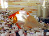 金魚お昼寝中