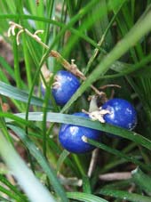 リュウノヒゲの青い実