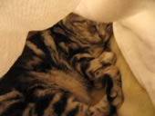 フジぽん遊んでニャ。