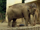 シャンティさん