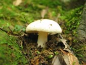 チビ白キノコ