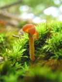 とろり茶キノコ