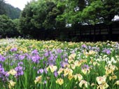 加茂菖蒲園の花しょうぶ