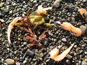 桜海老の打ち上げか!?