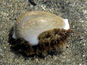 生きたタカラガイ発見