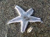 海の星ヒトデ青