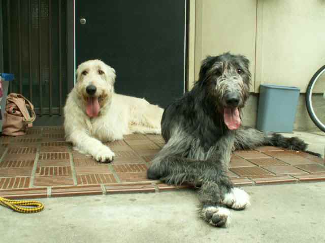 07.6.19 アスラン君