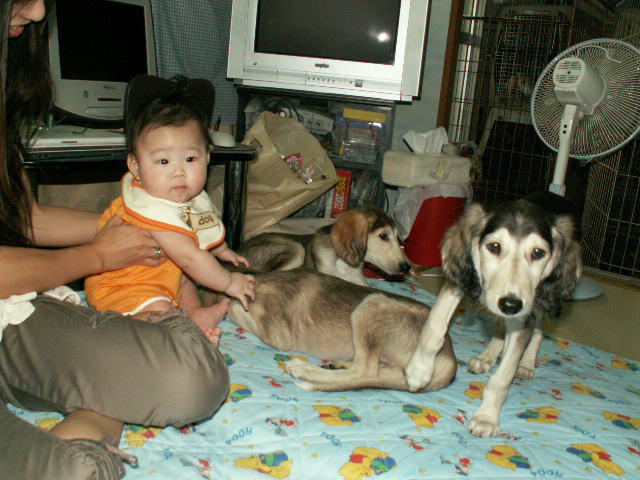 赤ちゃんとサルーキの子犬
