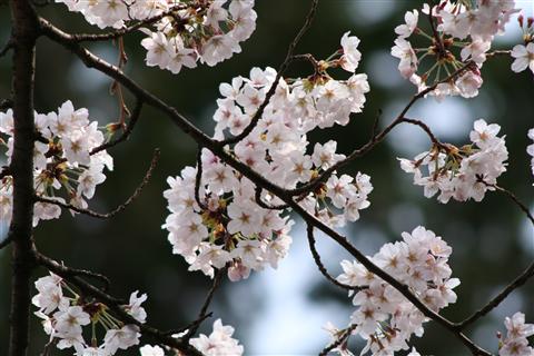 sakura