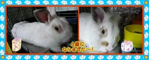 モコ＆ラッキー