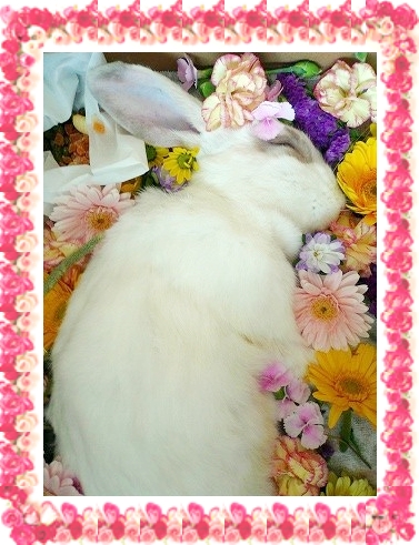 ラッキーちゃんありがとう。。。