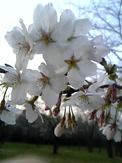 桜。