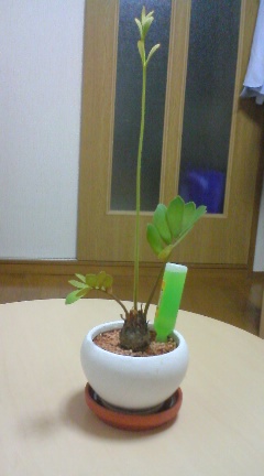 ゆきちゃんの植物1