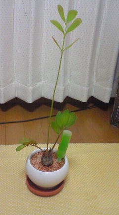 ゆきちゃんの植物2