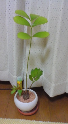 ゆきちゃんの植物3