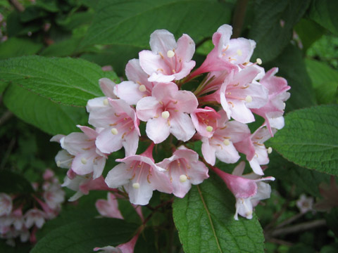 徳山ダム　お花